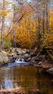 Photo of brook with autumn trees in background.