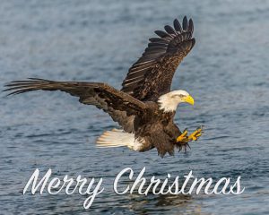 Word-art with an eagle that says, "Merry Christmas."