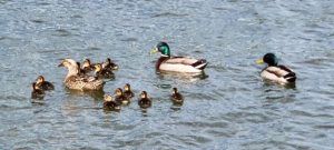 Photo of mallard ducklings with three adult ducks.