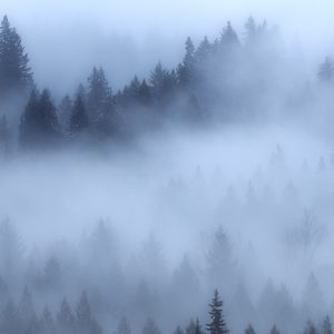 Photo of fog over treetops.