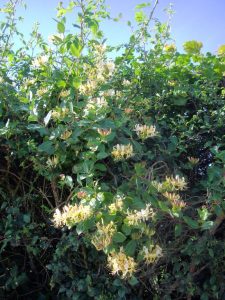 Photo of honeysuckle in bloom.