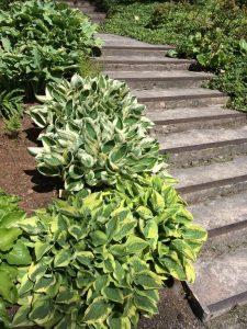 Photo of concrete steps with hostas and other plants on both sides.