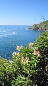 Ocean view with blooming honeysuckle in the foreground.