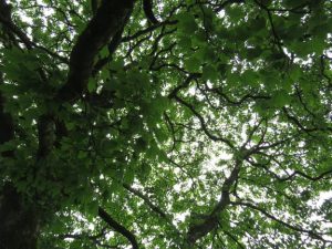 Photo of sycamore branches reaching into an overcast sky.