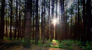 Light coming through a forest in the evening.