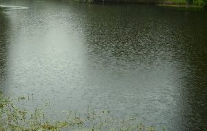 Photo of rain falling on a lake.