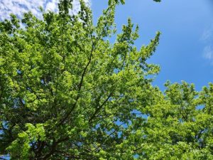 Photo of a treetop with bright green leaves in spring.