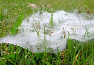 Photo of a spiderweb in wet grass.