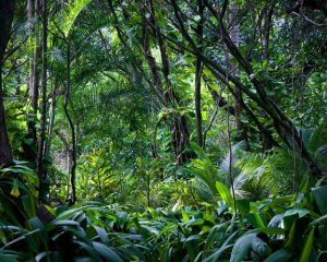 Photo of jungle vegetation.