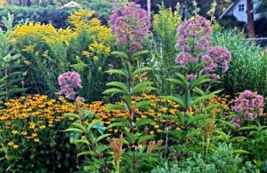 Photo of wildflowers in a butterfly garden.