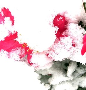 Photo of red flowers mostly hidden by snow.