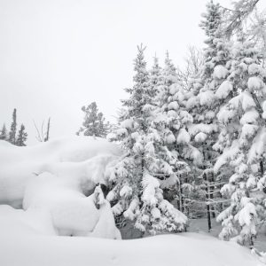 Photo of trees covered with snow.