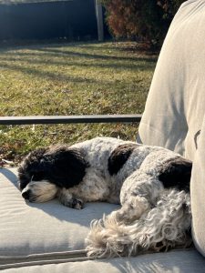 Photo of a small dog napping in the sunshine.