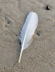 Photo of a white feather on sand.
