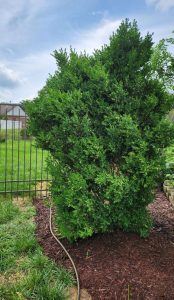Photo of boxwood planted next to fence.