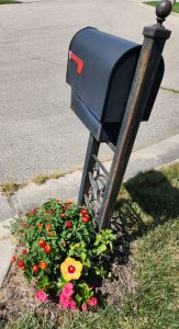 Photo of annual flowers under the mailbox.