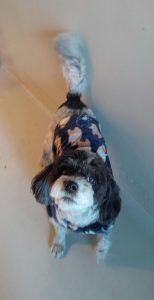 Photo of my daughter's dog, Remi, in quarantine after arriving in New Zealand.