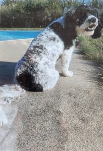 Photo of dog sitting on concrete, with pool and willow hedge in background.