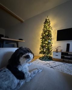 Photo of dog with decorated Christmas tree.