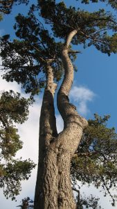 Tree with double trunk stretching toward the sky.
