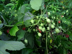 Photo of raspberries in woods.