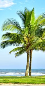 Tropical beach image with coconut trees.