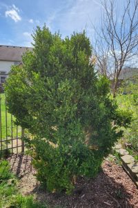 Photo of large boxwood almost a year after transplanting.