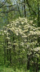 Photo of woods with a dogwood tree blooming in the foreground.