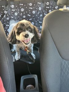 Photo of dog in car.