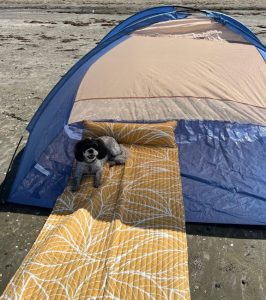 Photo of dog resting under a sunshade on a beach.