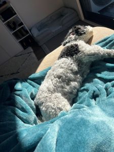 Photo of dog napping in the sun.