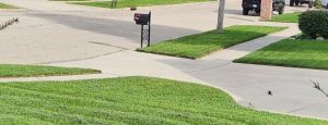 Photo of spider in my front yard.